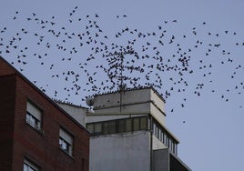 Imagen de una tejado de la capital salmantina plagado de estorninos.