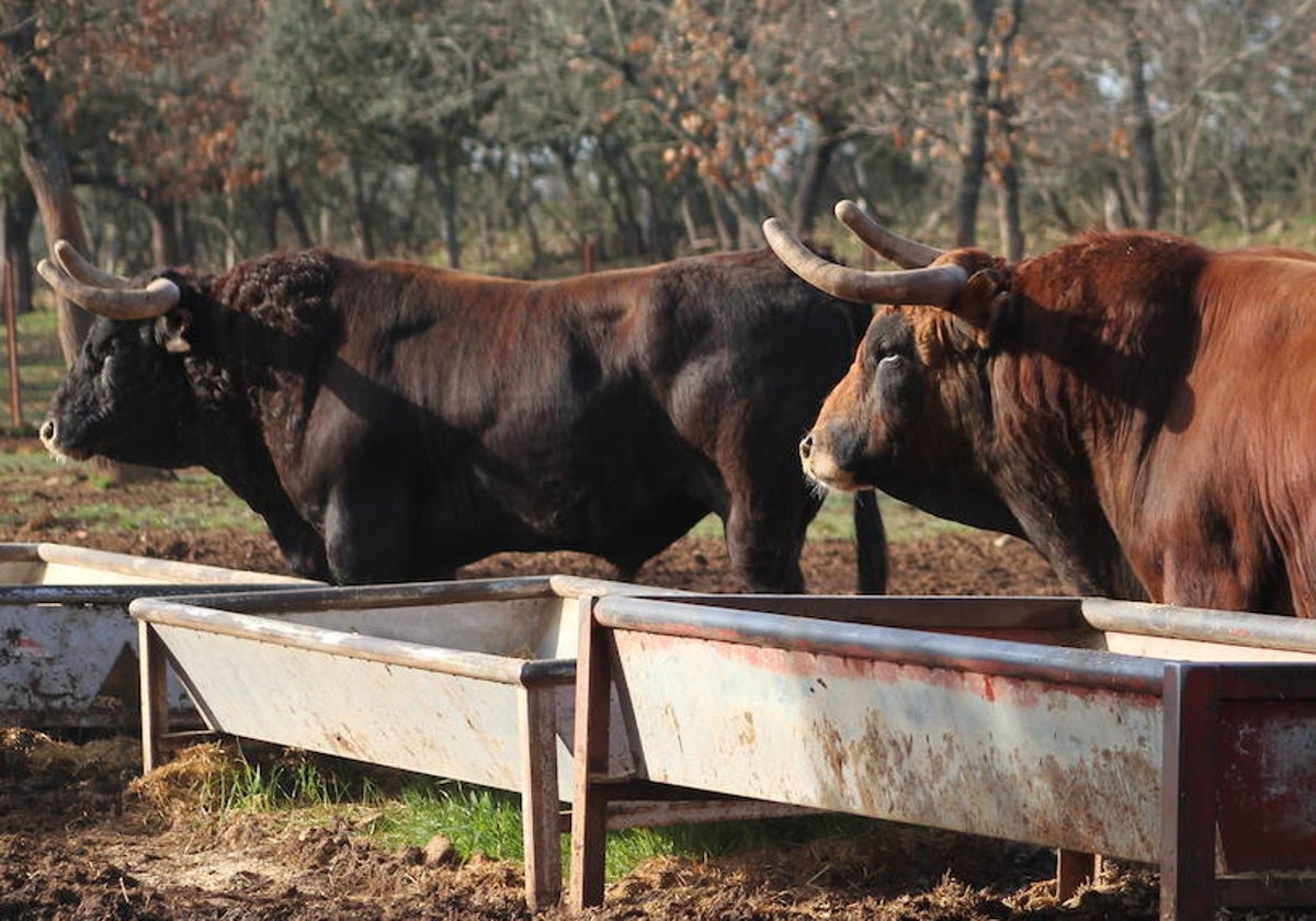 Toros de la ganadería salmantina de Pedraza de Yeltes en el campo.