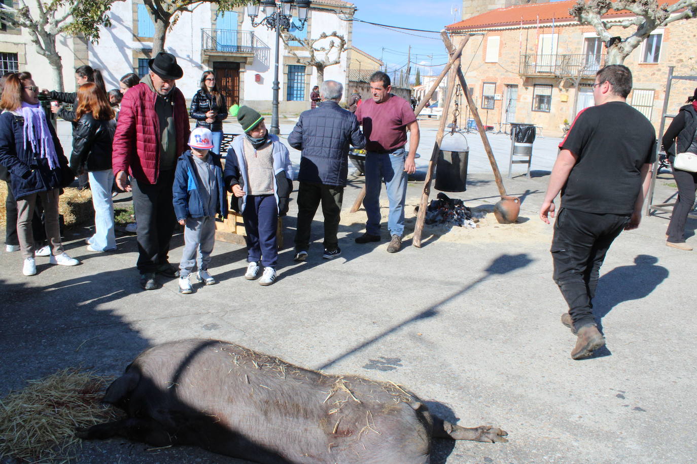 La matanza de Gallegos de Solmirón crece año tras año