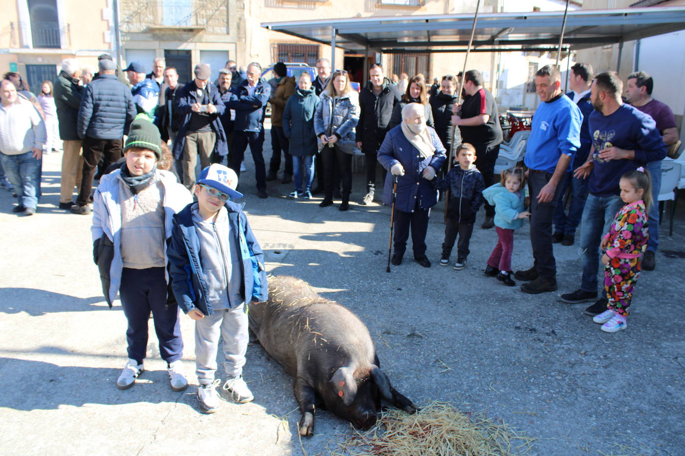 La matanza de Gallegos de Solmirón crece año tras año