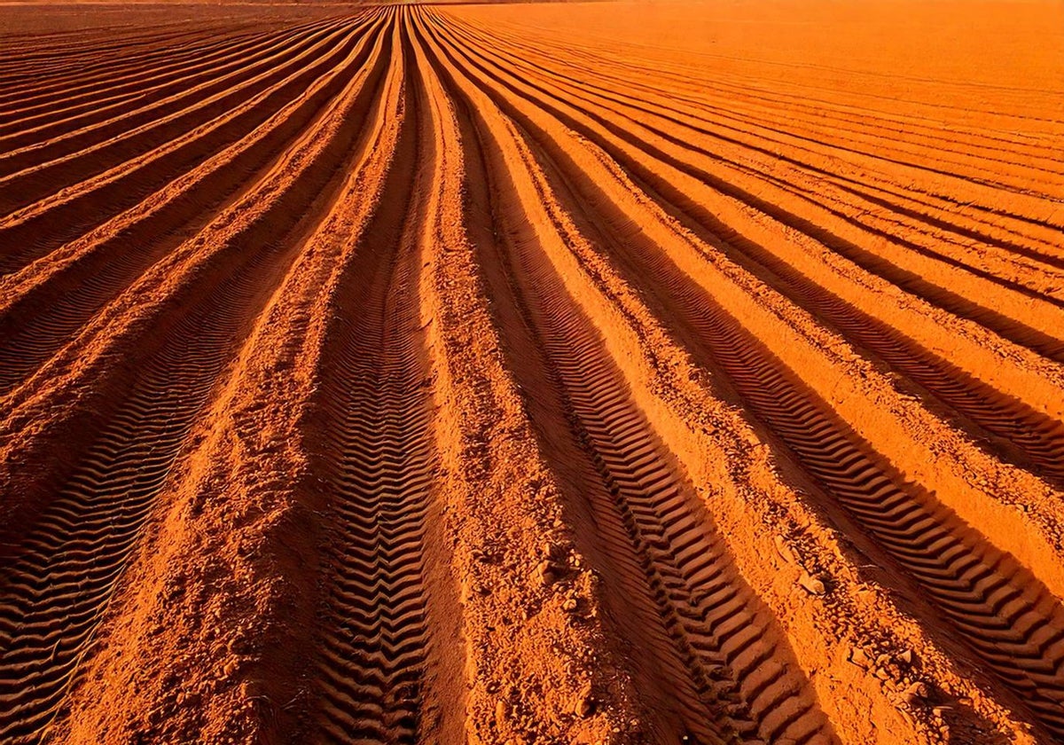 Imagen de un campo recién arado con grandes surcos.