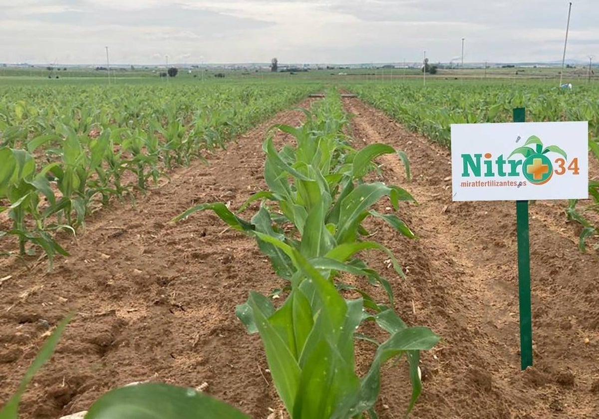 Ensayo de campo con Nitro+34 en Castilla y León