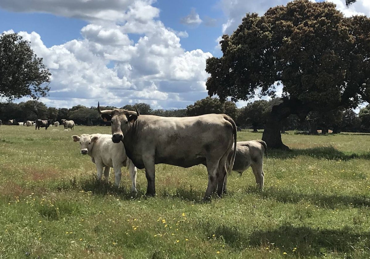 Ganado vacuno pastando en el campo en una explotación de Salamanca