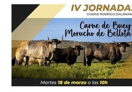 Cartel de las IV Jornadas de Buey Morucho de Bellota que se celebrarán en Ciudad Rodrigo.