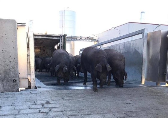 Varios ejemplares de cerdo ibérico durante su llegada a las instalaciones del matadero de MAGUISA, en Guijuelo