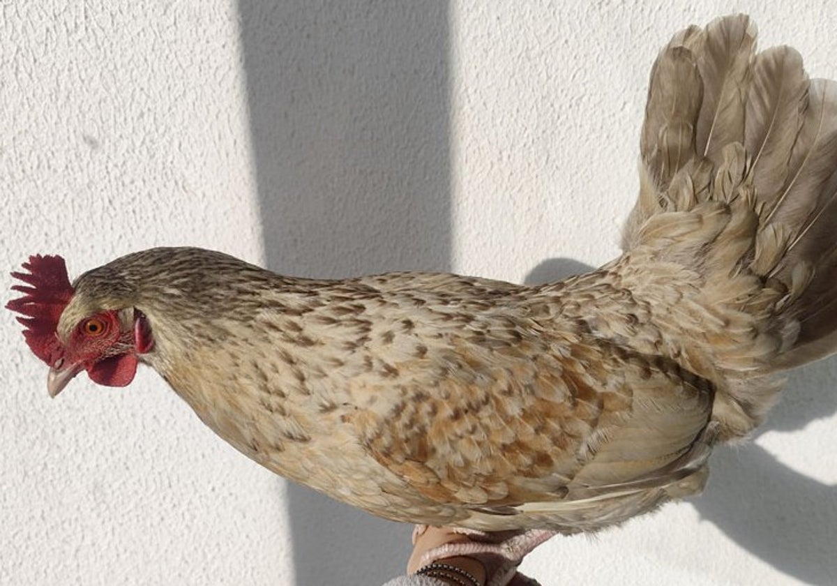 La gallina, bautizada como 'Frida', en su nuevo hogar.