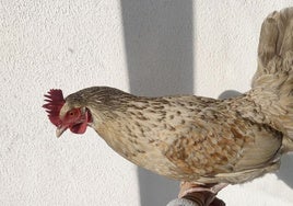 La gallina, bautizada como 'Frida', en su nuevo hogar.