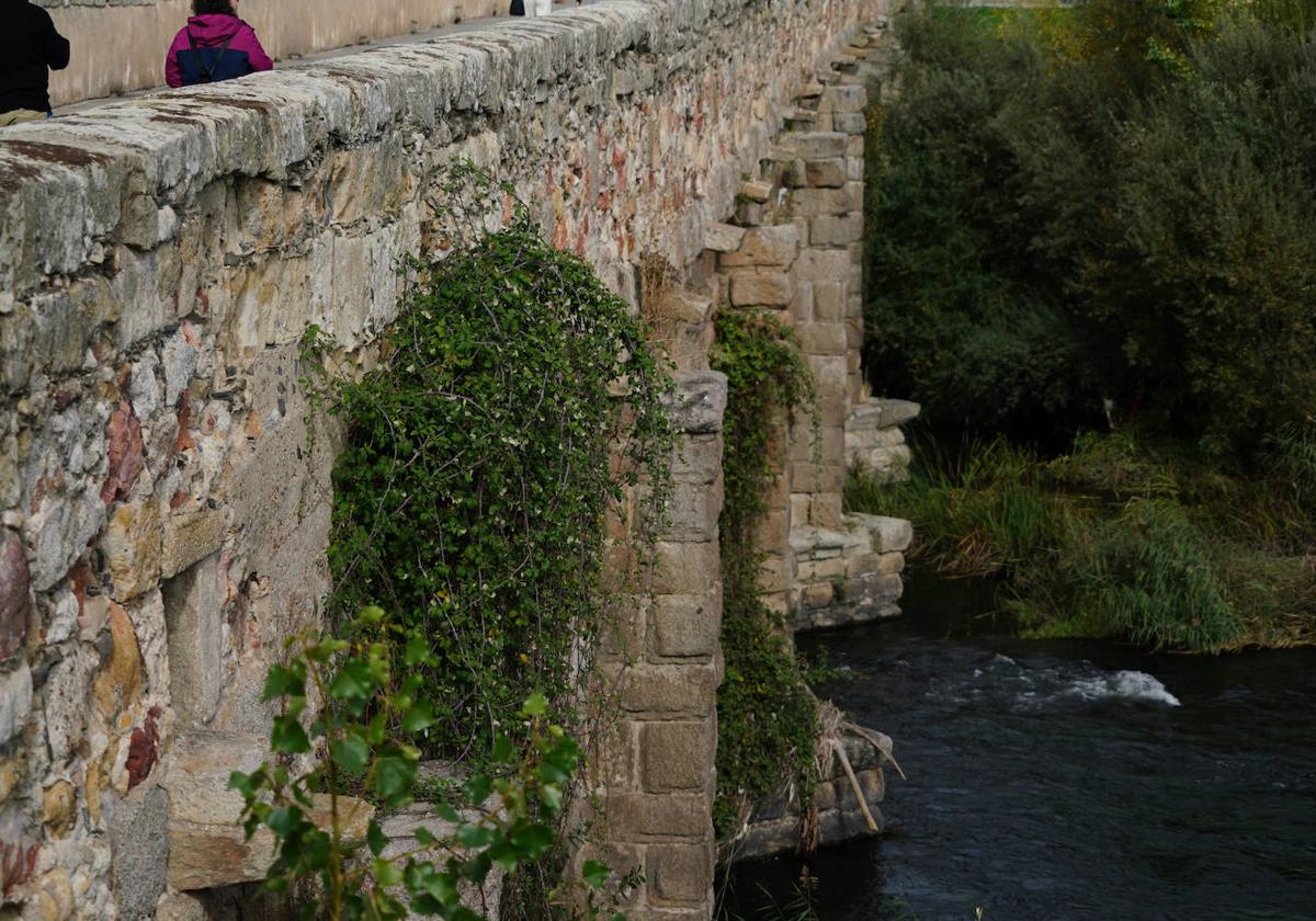 Una jungla repleta de historia
