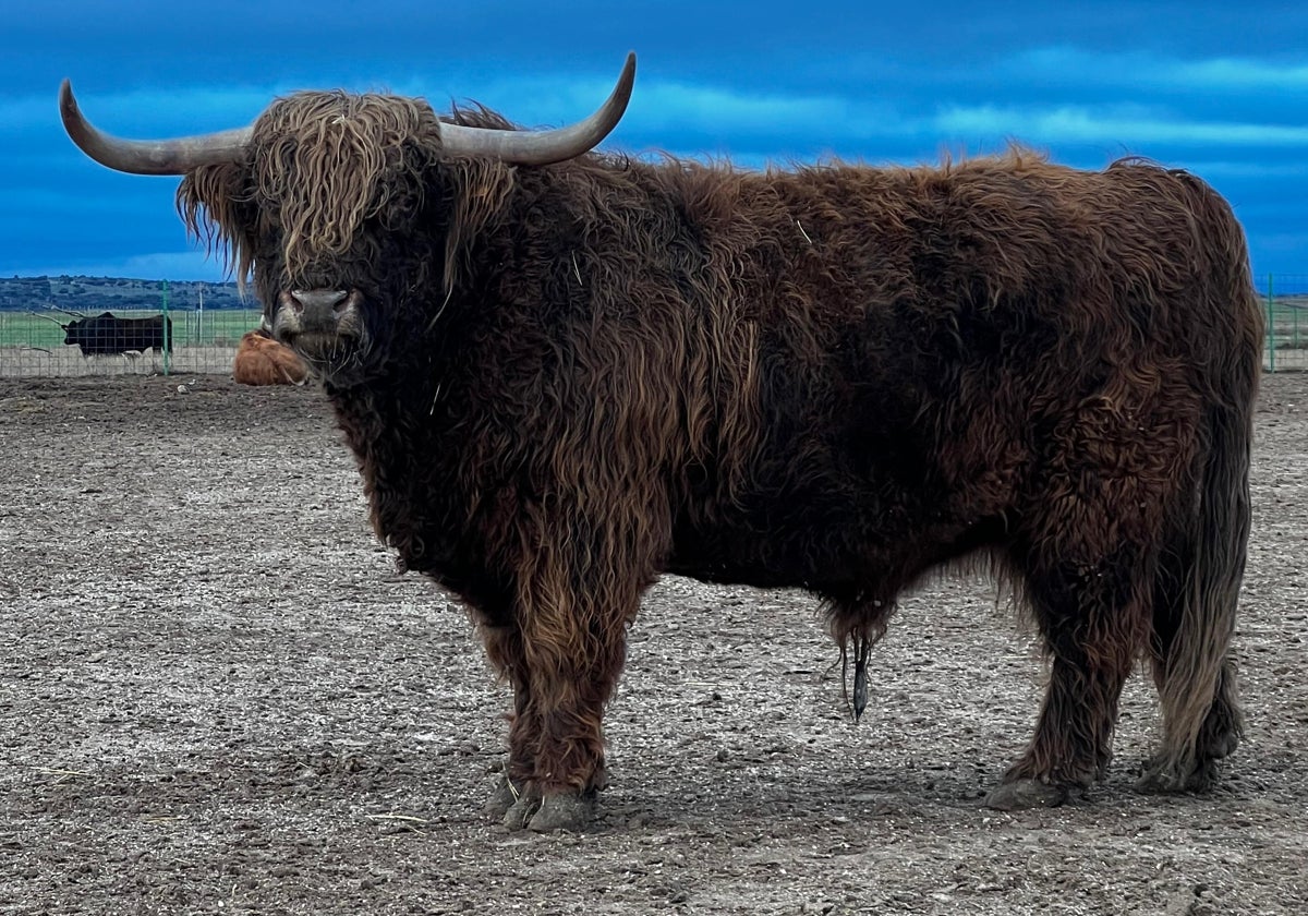 La buena vida del buey highland