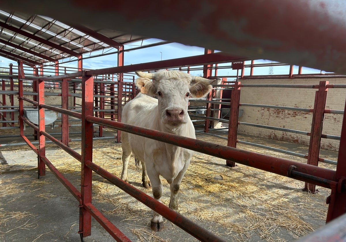 Tres camiones y una vaca