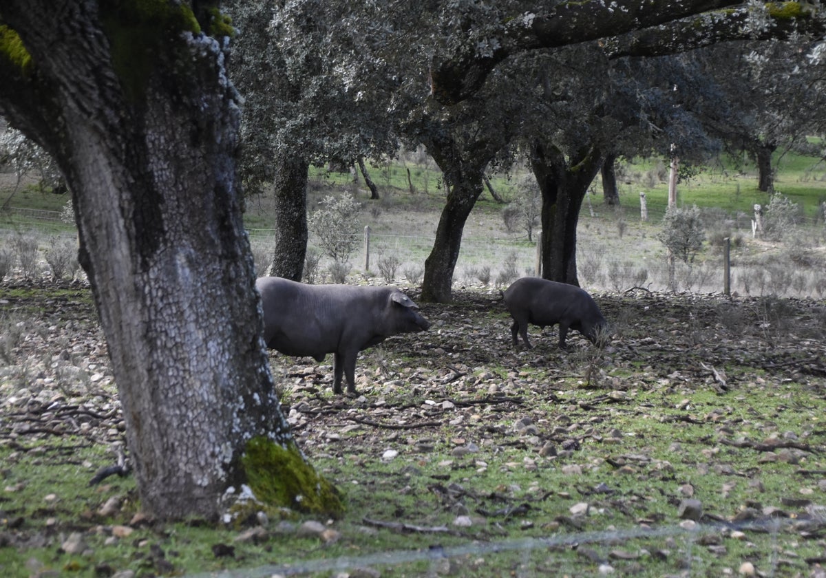 La Junta aprueba construir balsas en 11 municipios, 7 en Salamanca