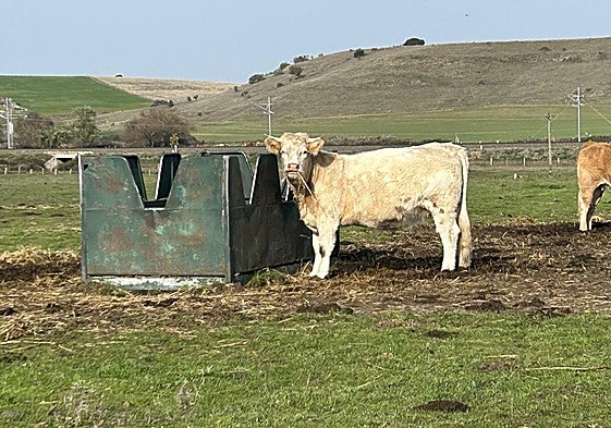 Explotación de ganado vacuno en Salamanca.