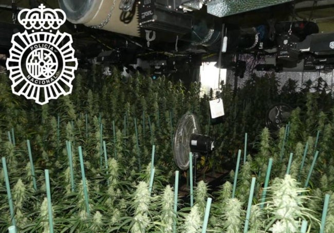 Imagen de la plantación en una nave de Santa Marta de Tormes.