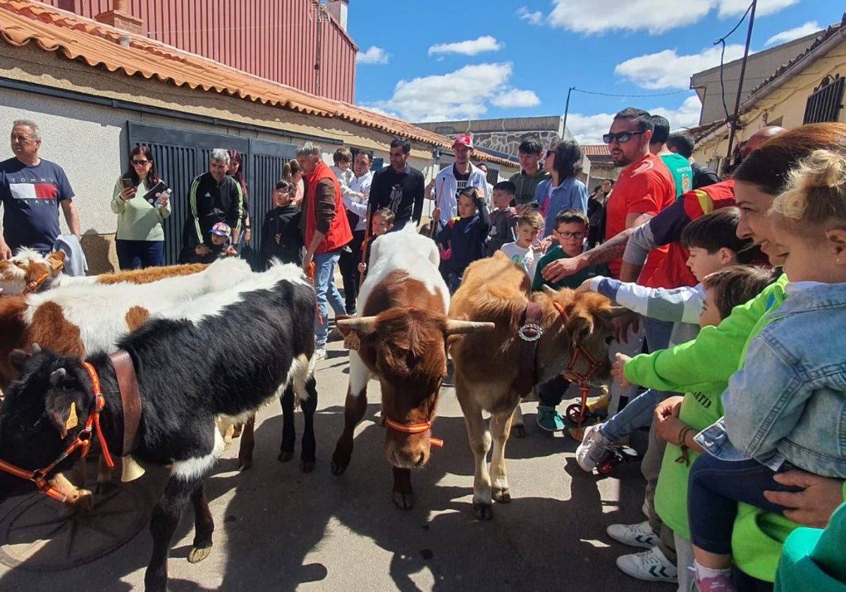 Las vaquillas y el encierro infantil con minibueyes, citas de éxito en las fiestas de Doñinos