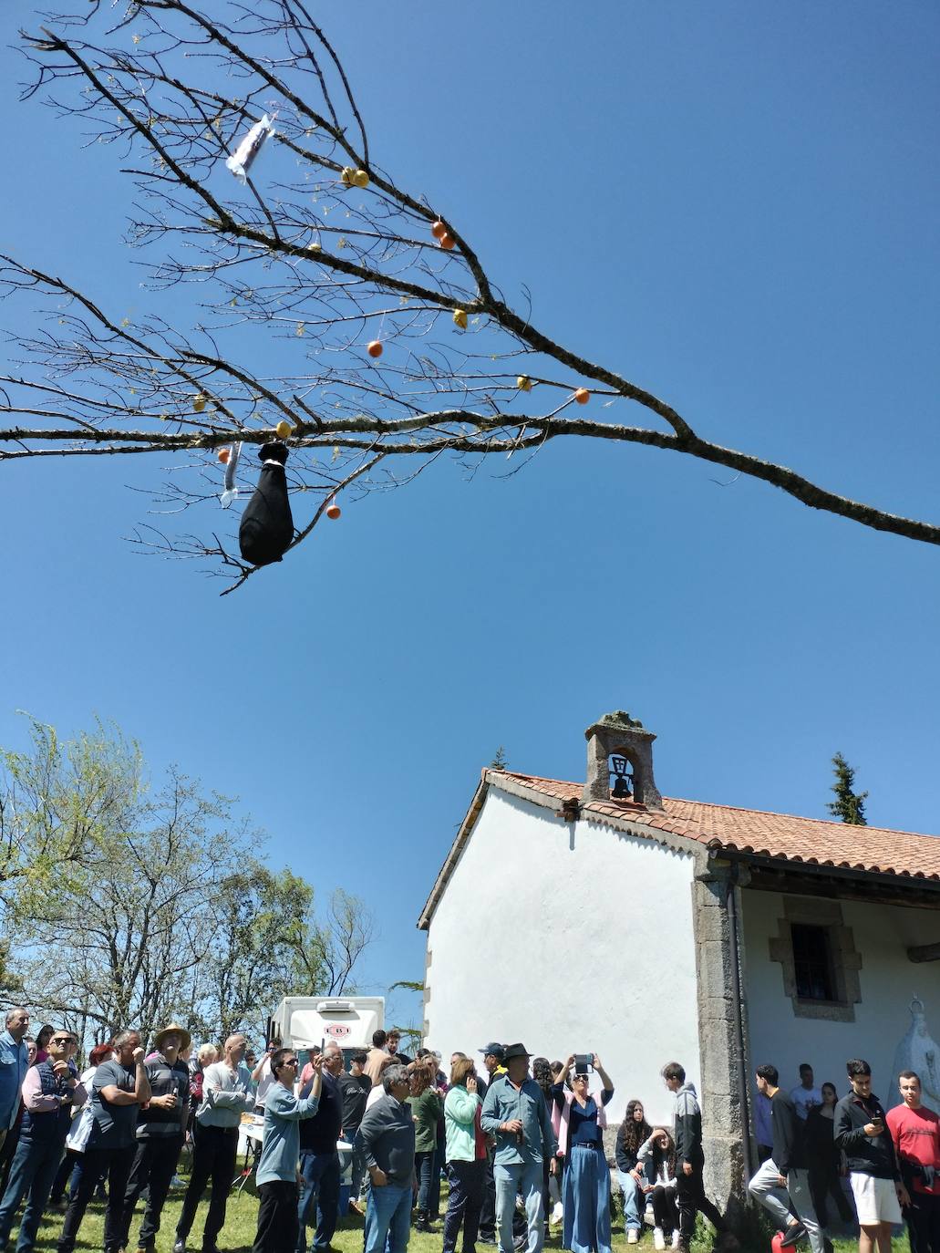 La picota de los quintos luce ya en Los Santos para recibir a la Virgen del Gozo