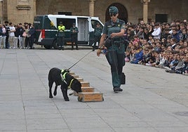 Momento de la actividades del equipo del servicio cinológico