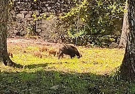 Imagen de la jabalina y los rayones.