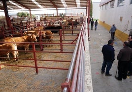Nave exterior de las vacas, en el mercado de Salamanca.
