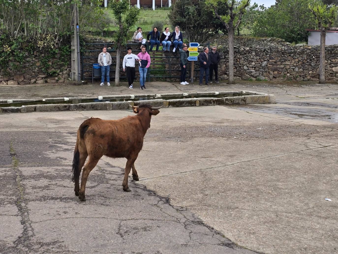 Fervor en el día central de la Santa Cruz de Saelices el Chico