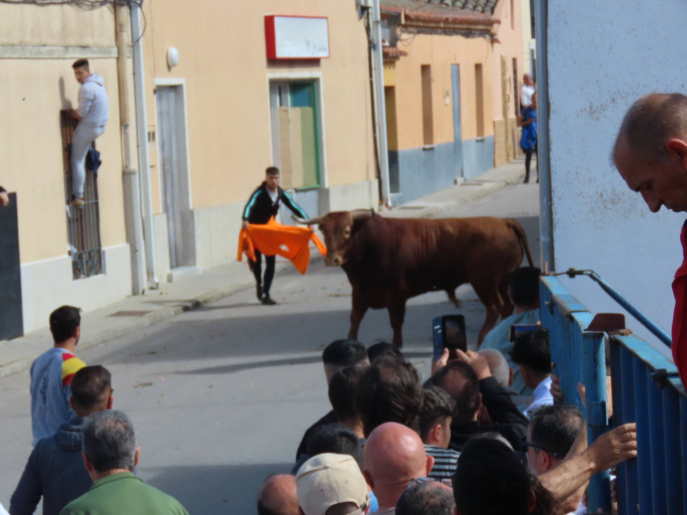 Apogeo taurino en Cantalapiedra