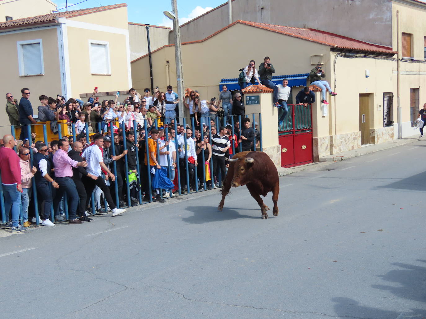 Apogeo taurino en Cantalapiedra