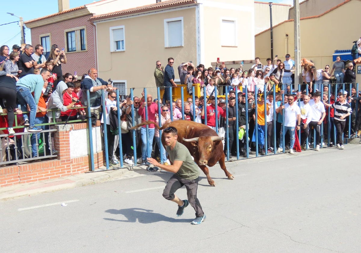 Apogeo taurino en Cantalapiedra