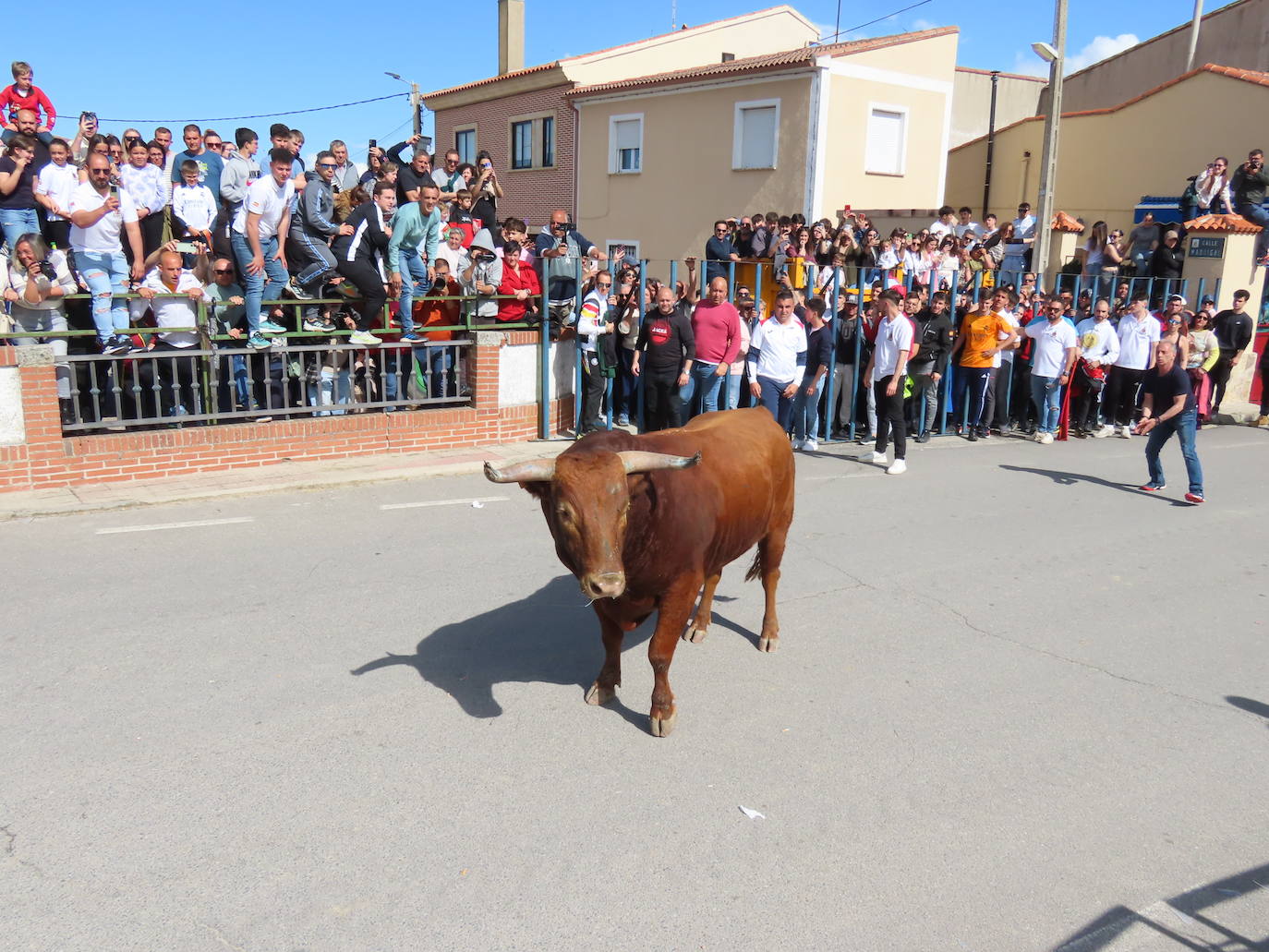 Apogeo taurino en Cantalapiedra