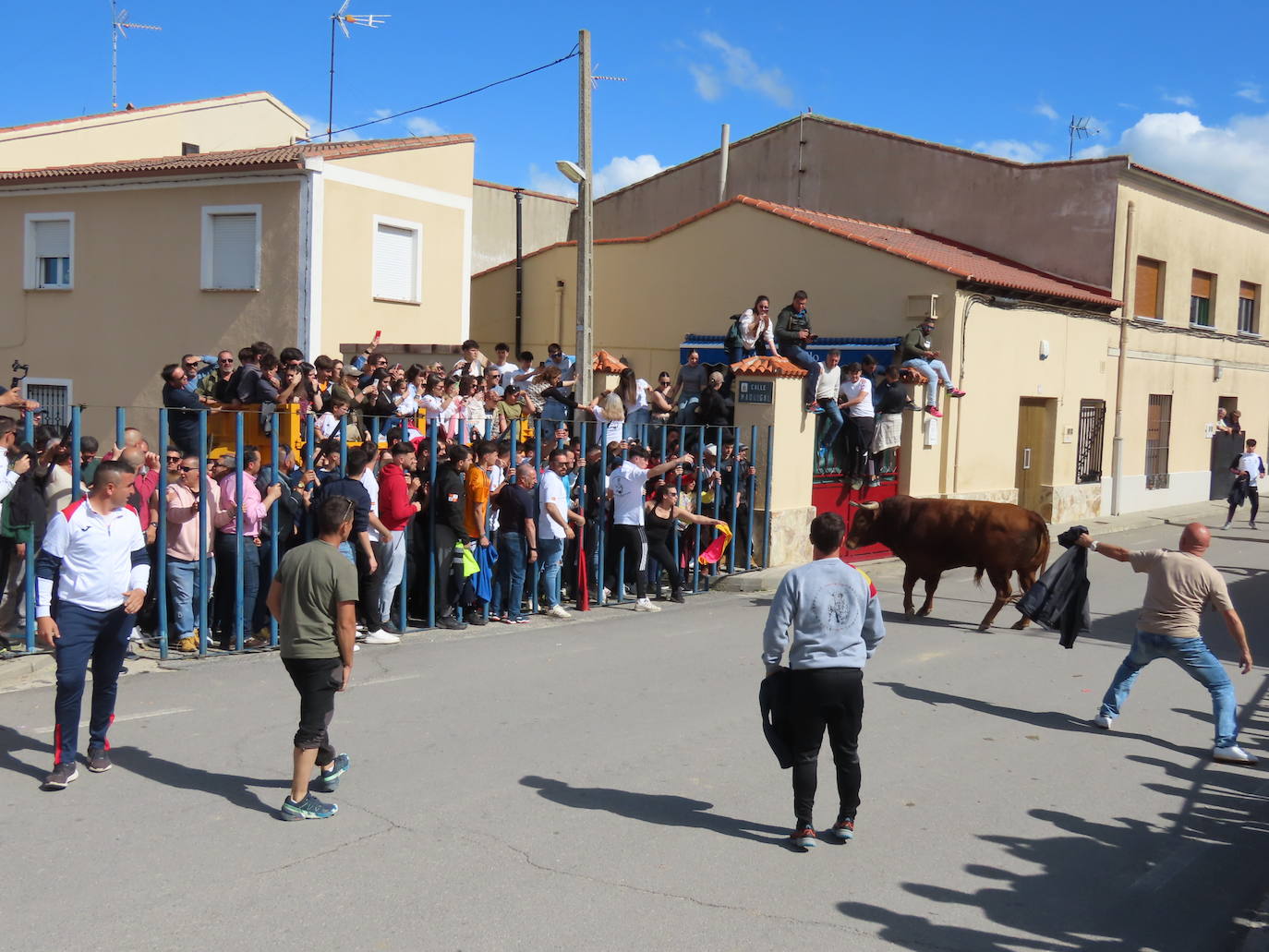Apogeo taurino en Cantalapiedra