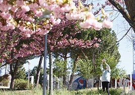 El parque de Würzburg es un espectáculo con la floración de los árboles.