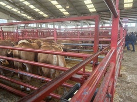 Vacas en el mercado este lunes.