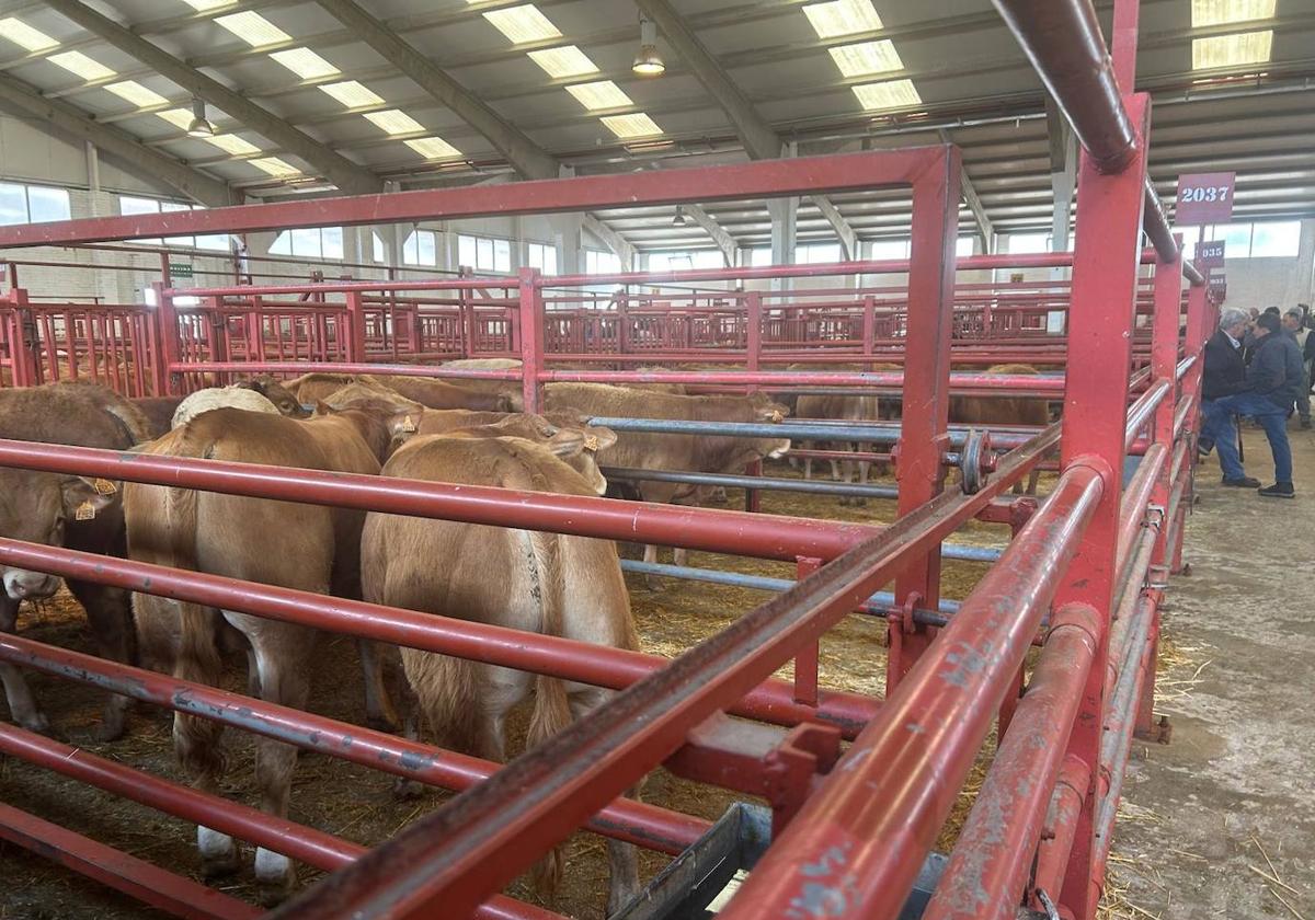 Vacas en el mercado este lunes.