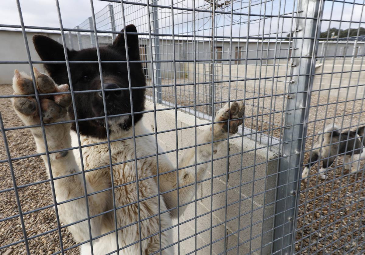 La Salina prevé estrenar el centro de protección animal a final de año