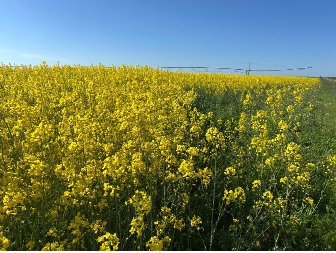 Se apaga el amarillo de la colza: última fase de un cultivo espectacular