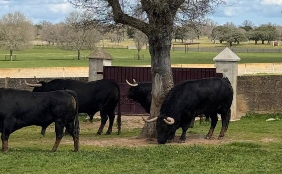 Toros de José Enrique Fraile para esta temporada.