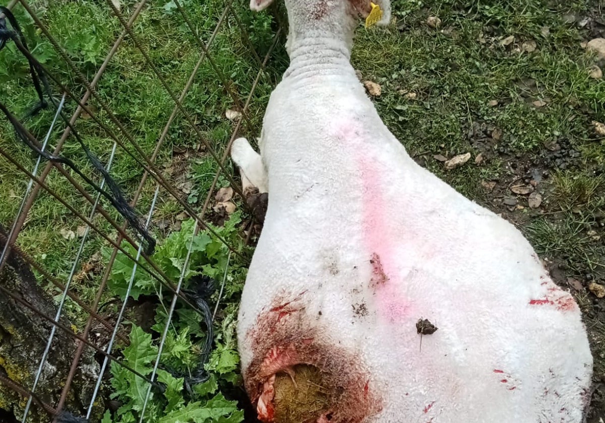 Oveja mordida en Santiz, que acabó muriendo.
