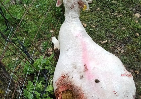 Oveja mordida en Santiz, que acabó muriendo.