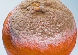 Una mandarina con moho.
