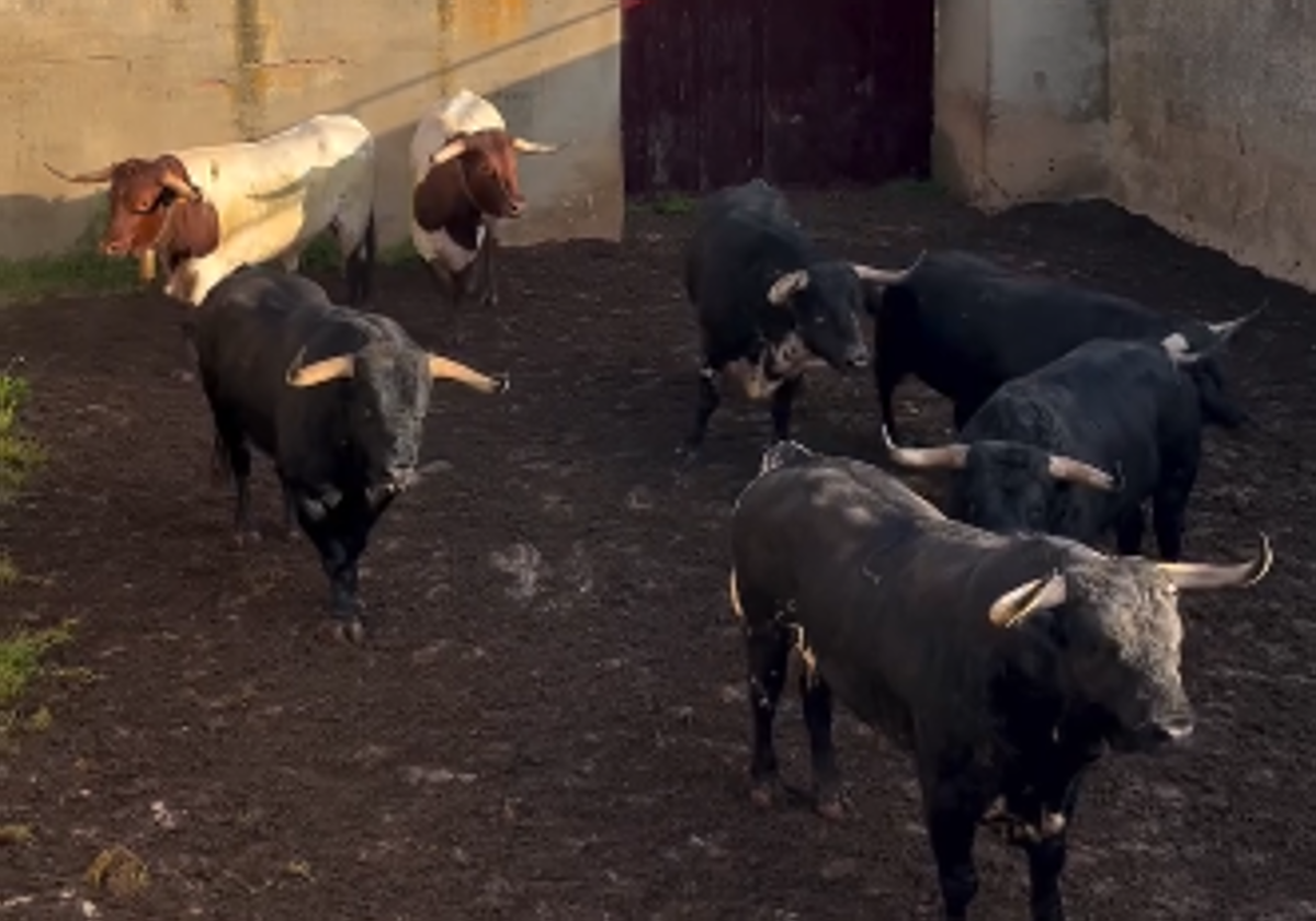 Así se han embarcado los toros de José Enrique Fraile con destino a Las Ventas