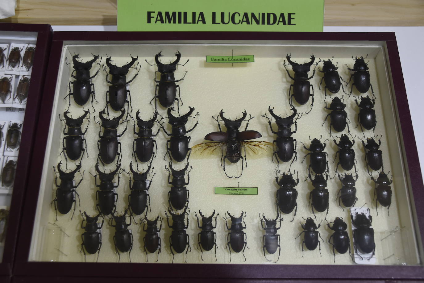 Desde la escatología hasta los bichos: los museos más raros de Salamanca