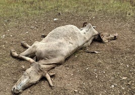 La vaca, en la explotación de Carrascal de Barregas.