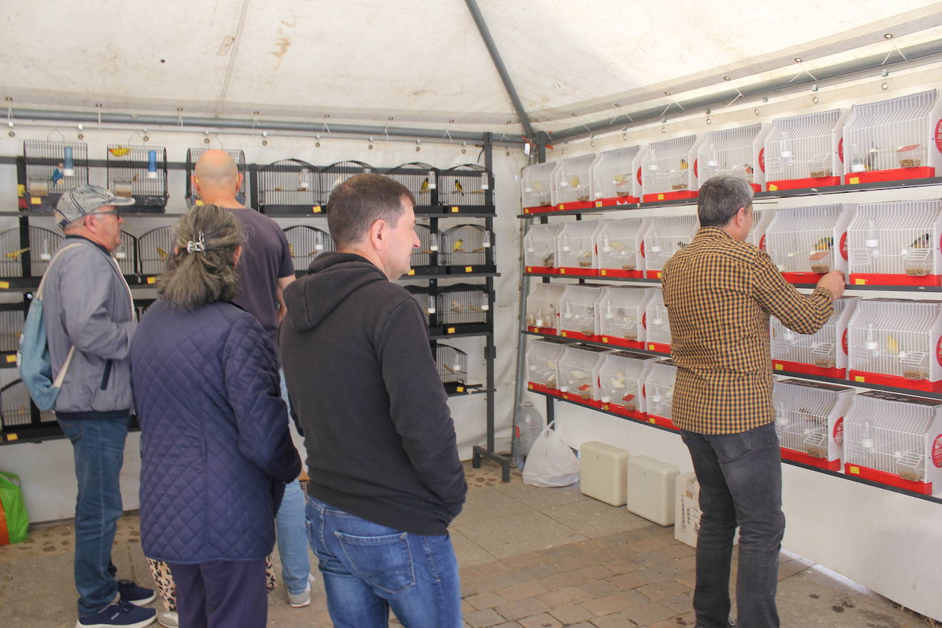 Ciudad Rodrigo se viste de sabor local y ganadería en la IV Feria del Farinato