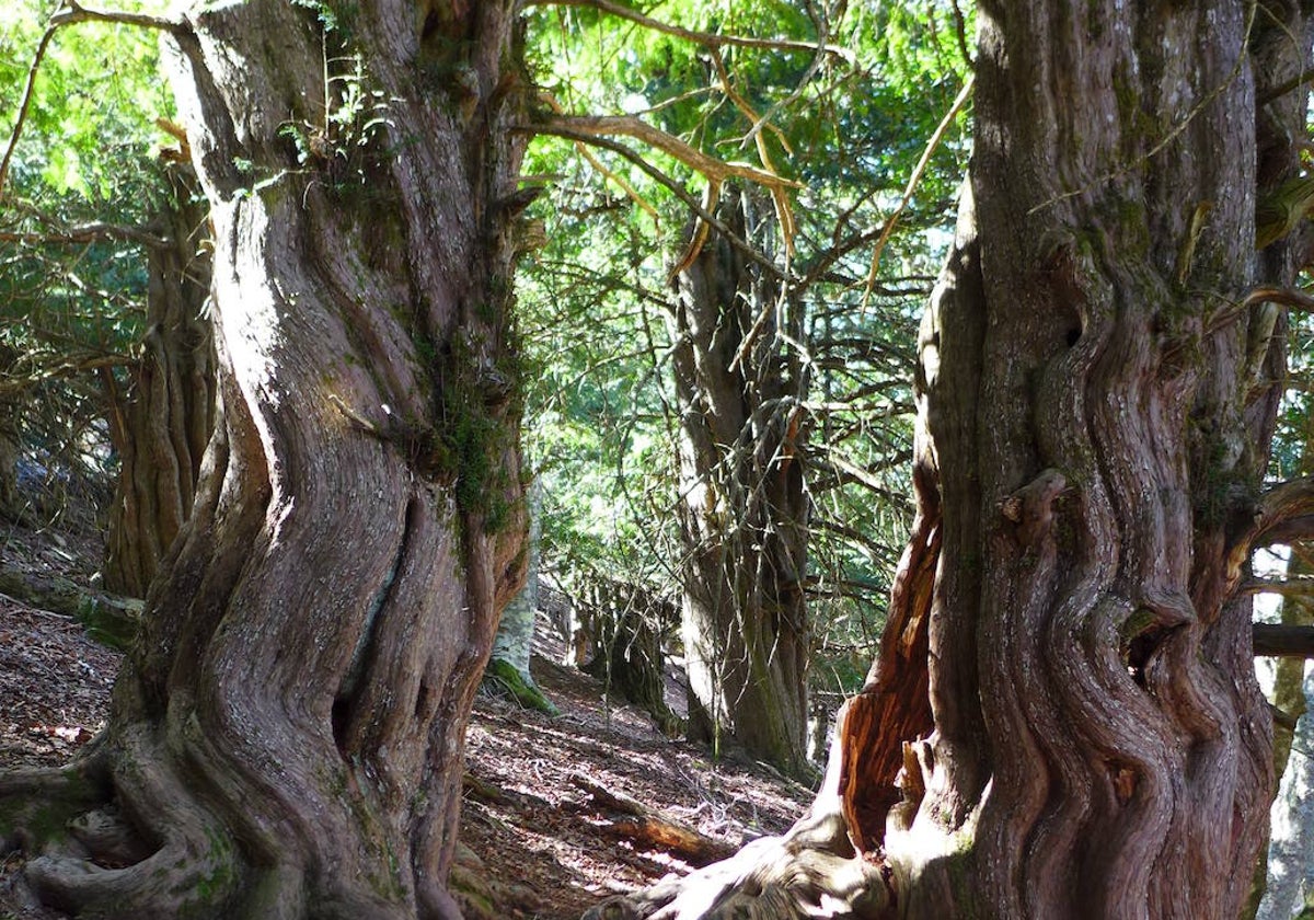 El encantador bosque de Castilla y León que presume de sus mágicos árboles milenarios