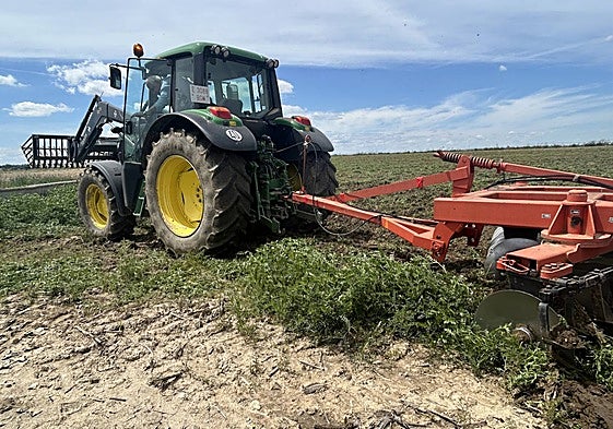 Gradeo de vezas, ayer en Nuevo Amatos.