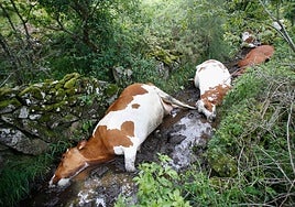 Iamgen de las vacas afectadas.