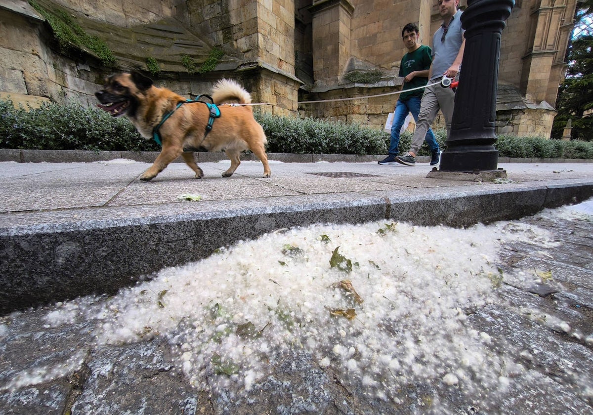 'Pelusas' de los árboles, en las calles de Salamanca