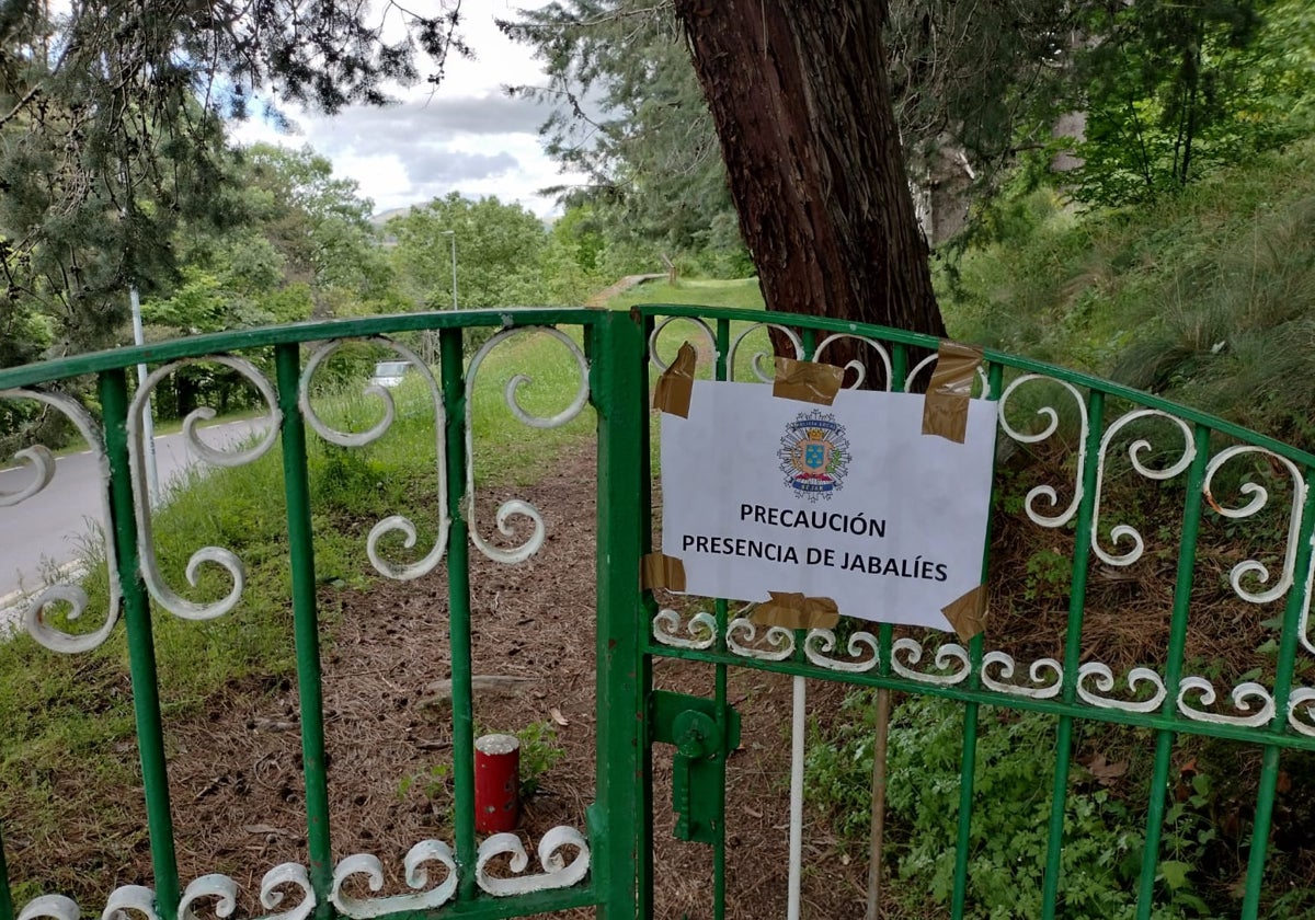 Béjar pide precaución tras ver a una jabalina con crías cerca de la ciudad