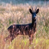 Un ejemplar de corzo negro.