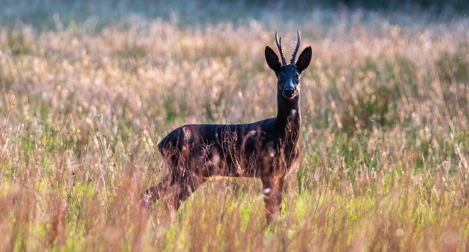Pagan más de 8.000 euros por cazar un animal insólito en Las Batuecas