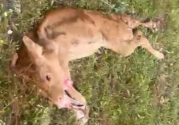 Los buitres matan mientras paría a una vaca del presidente de ASAJA Salamanca: «La han devorado junto al ternero»