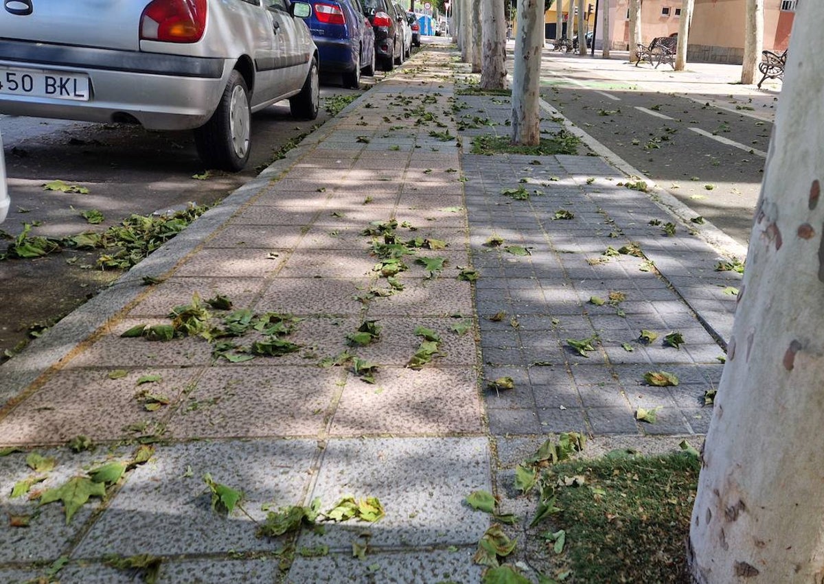 Imagen secundaria 1 - El fenómeno del «falso otoño», más intenso que nunca